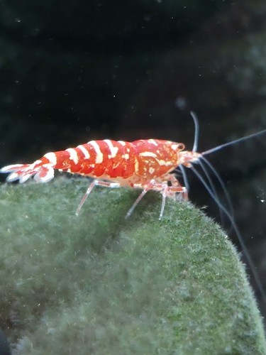 Crevettes caridina galaxy - crevettes,