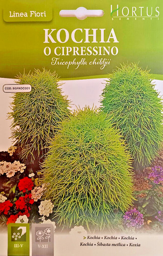 Kochia cyprès dans une - kochia,