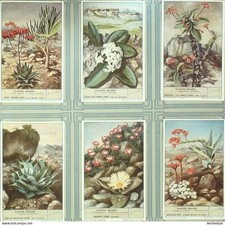 Chromo Liebig s1625 Oily Plants