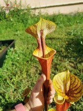 SX10 Sarracenia x (S