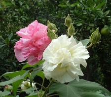 6 graines de CAPRICE DE FEMME