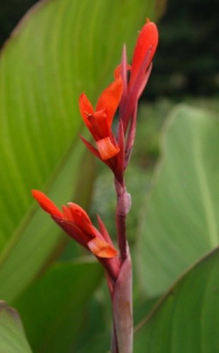 Graines canna bananier - de,