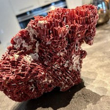 Magnifique Corail Rouge De 580g