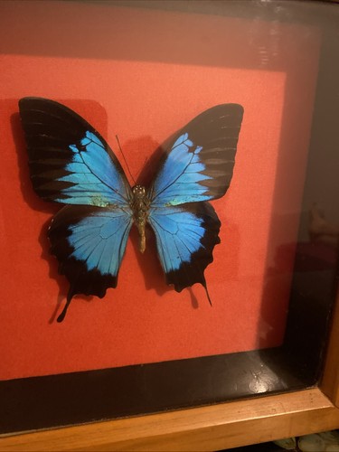 Cadre papillon - cadre,