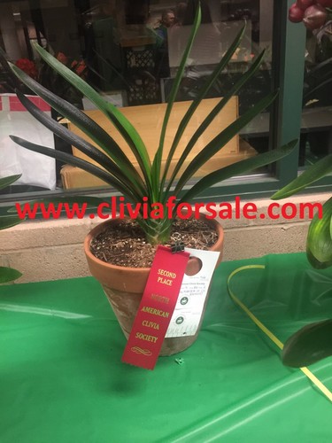 Master oil paintings clivia - master,