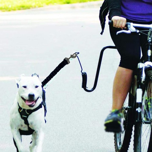 Laisse pour chien vélo - pour,