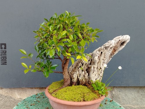 Bonsaï ficus 27 cm - x,