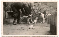 Couple with chiens and puppies farm yard - old photo year. 1930 40