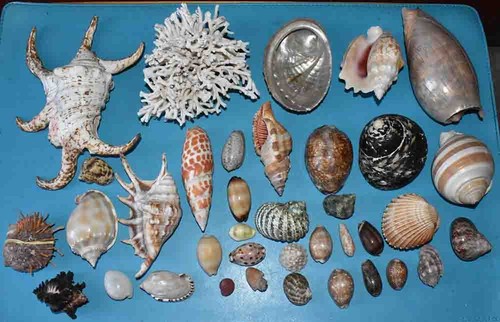 Coquillages collection de 37 - ,