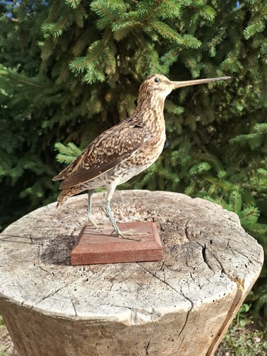 Swamp sniper base taxidermy - sniper,