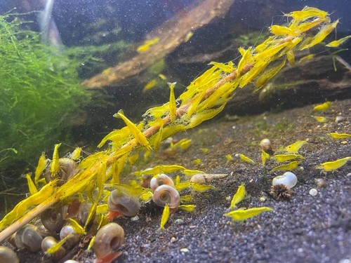 Crevettes neocaridina yellow - crevettes,
