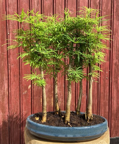 Bonsaï forêt pseudolarix - bonsaÏ,