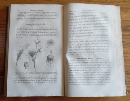 Ancien livre botanique - ancien,