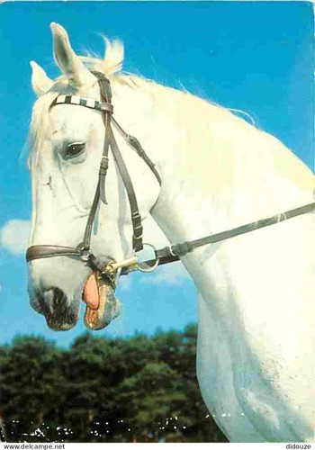 Postcard animals horses - -,