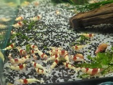 Lot de 10 Crevettes