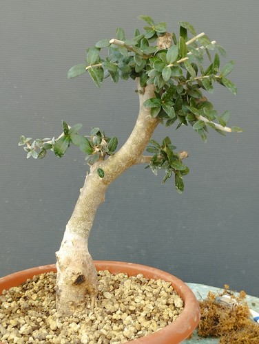 Bonsaï olivastro 10 cm - bonsaï,