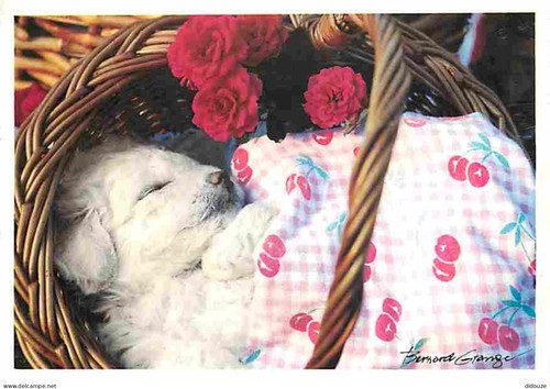 Carte postale animaux - postale,