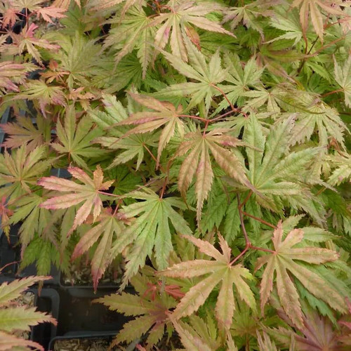 Acer palmatum ariadne - acer,