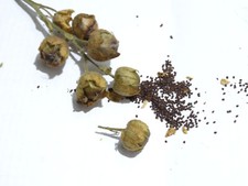 Ceremonial Indian TOBACCO 1000+ SEEDS  NICOTIANA RUSTICA Mapacho Aztec Makhorka