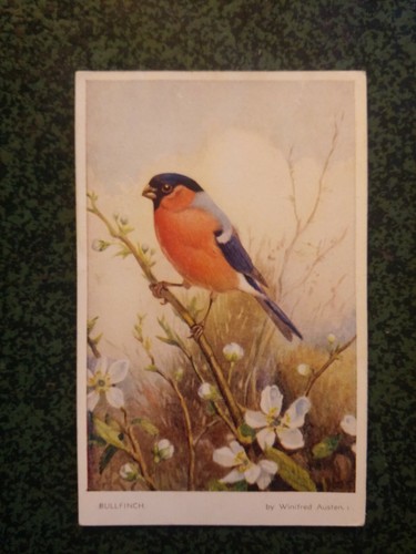 Bouvreuil bullfinch - bouvreuil,