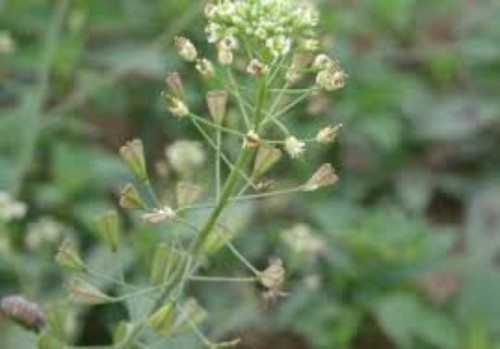Capsella