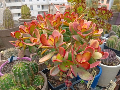 Crassula ovata hummel - crassula, "hummel's