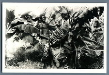 Senegal, Vintage Print Vegetable Cup.  Circa 11x16 Silver Print