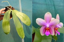 Phalaenopsis Sweet Memory