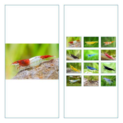 Crevette neodaridina - xl,