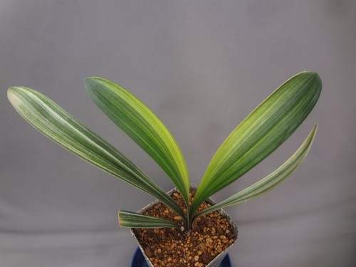 Clivia miniata white - , shima