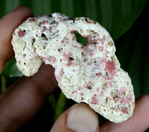 Corail fossile homotrema - corail, &
