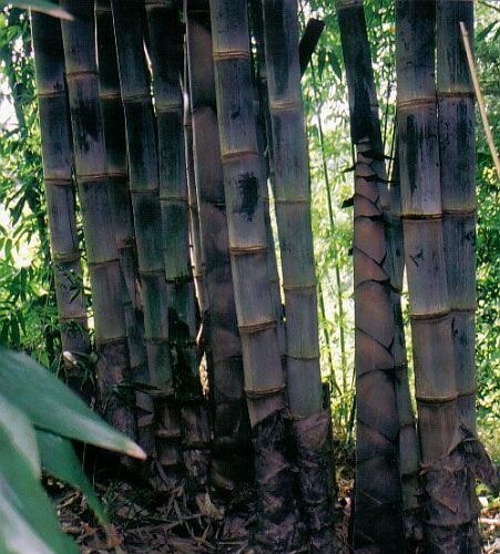 Graines dendrocalamus - 10,