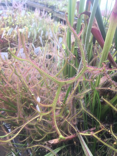 Plantes carnivores drosera - carnivores,