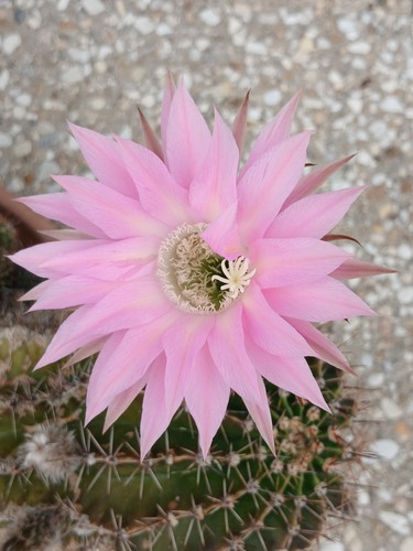 Echinopsis hybrid fancy - hybrid, 'fancy