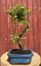 BONSAÏ METASEQUOIA DE CHINE