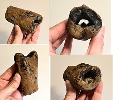 Very Rare UK Theropod Dinosaur Hollow Femur Limb Bone Section