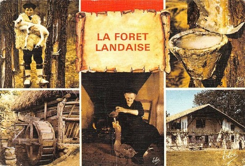 Foret landaise le berger - landaise,