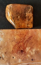 Collections  Ambre copal  avec