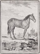 Dessin De Cheval Espagnol 1780