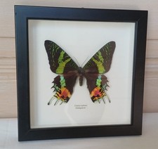 Papillon naturalisé - Urania