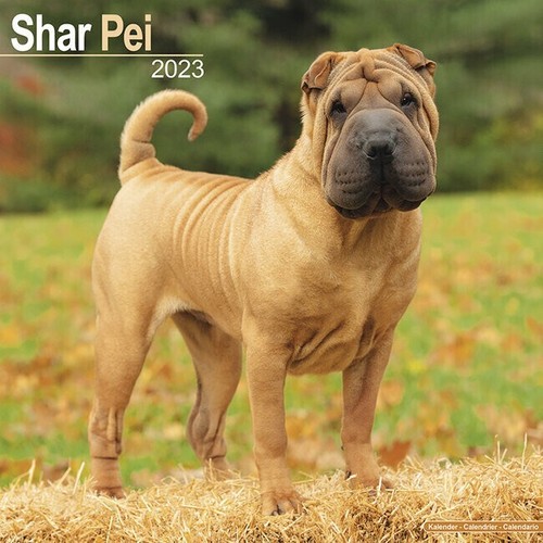 Calendrier 2023 shar pei - calendrier,
