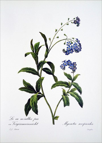 Herbier myosotis - -,
