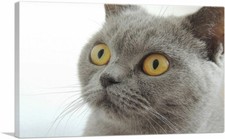 ARTCANVAS British Shorthair Gray Cat with Yellow Eyes Home Decor Canvas Print