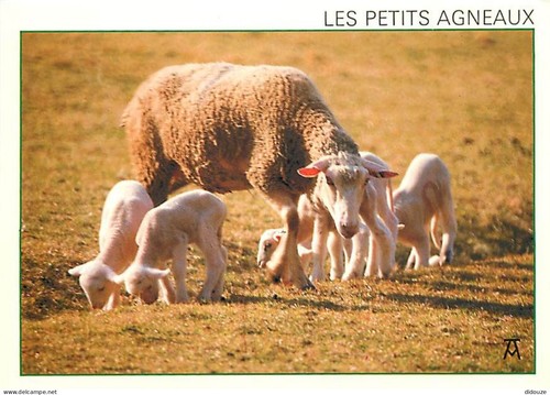 Carte postale animaux - postale,