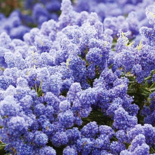 Arbuste ornemental fleuri