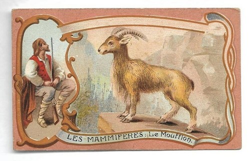Mouflon les mammifères - -,