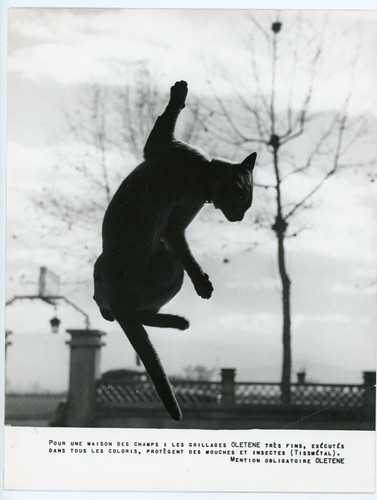Oletene cat clinging to - oletene,,