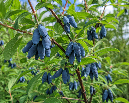 Lonicera caerulea 100 - lonicera,