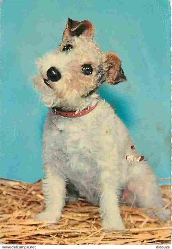 Carte postale animaux - carte,