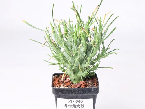 Pot 5cm rare cacti euphorbia - rare,